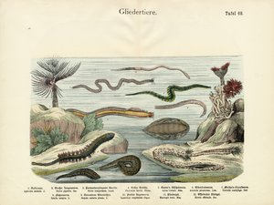 Arthropods